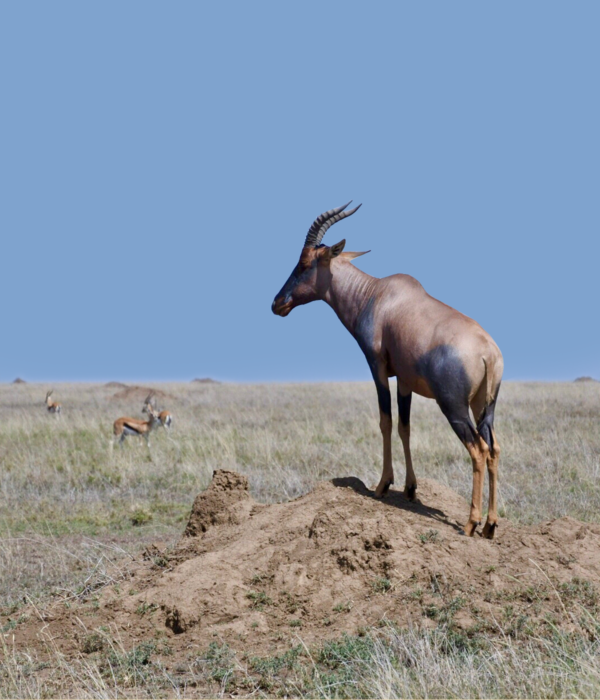 Western Tanzania Safari