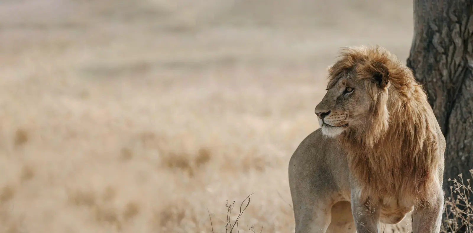 African Scenic Safaris