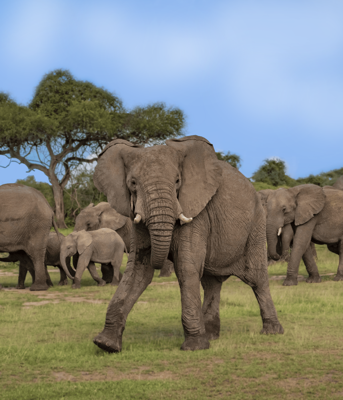 Big Five Safaris In Tanzania