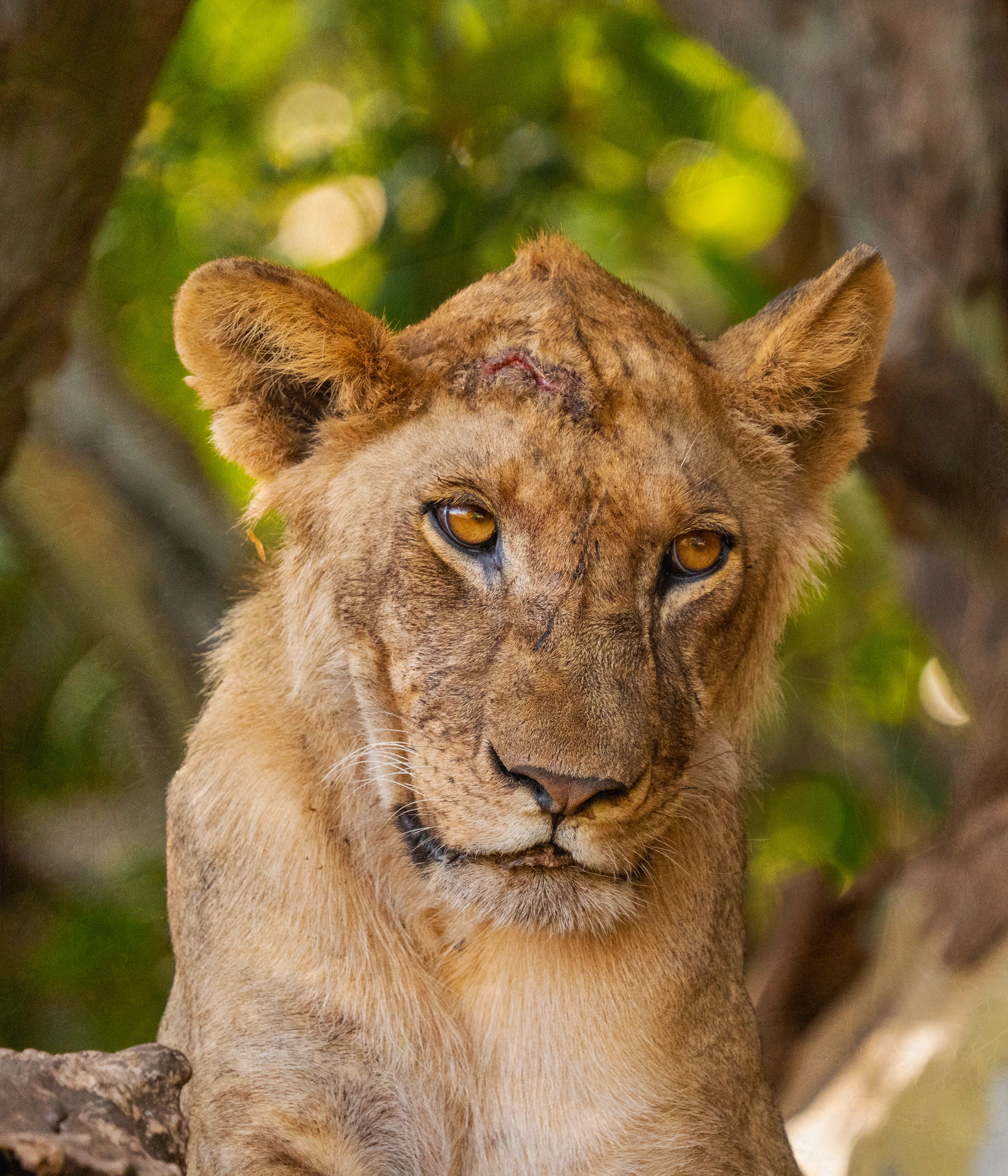 Tanzania Safari