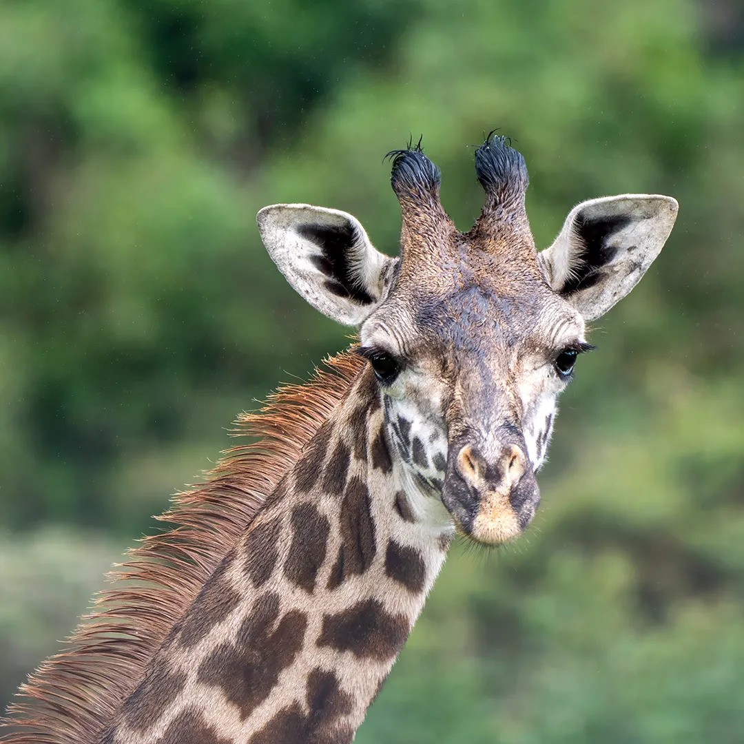 Tanzania Attractions