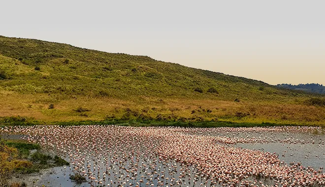 The Hidden Pink Oasis
