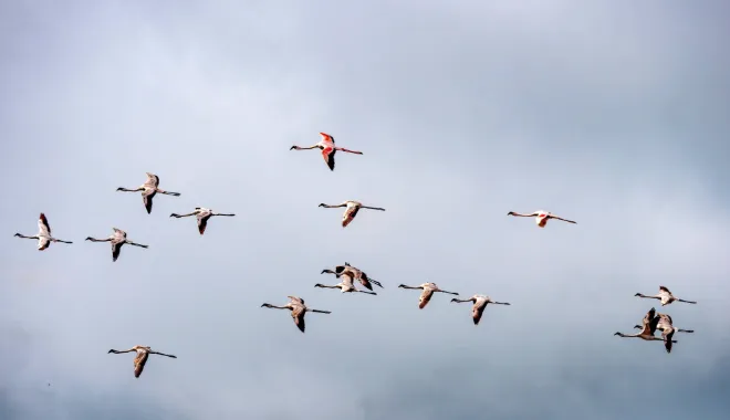 Birding Safari