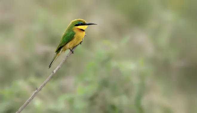 A Colorful Birdwatcher’s Dream