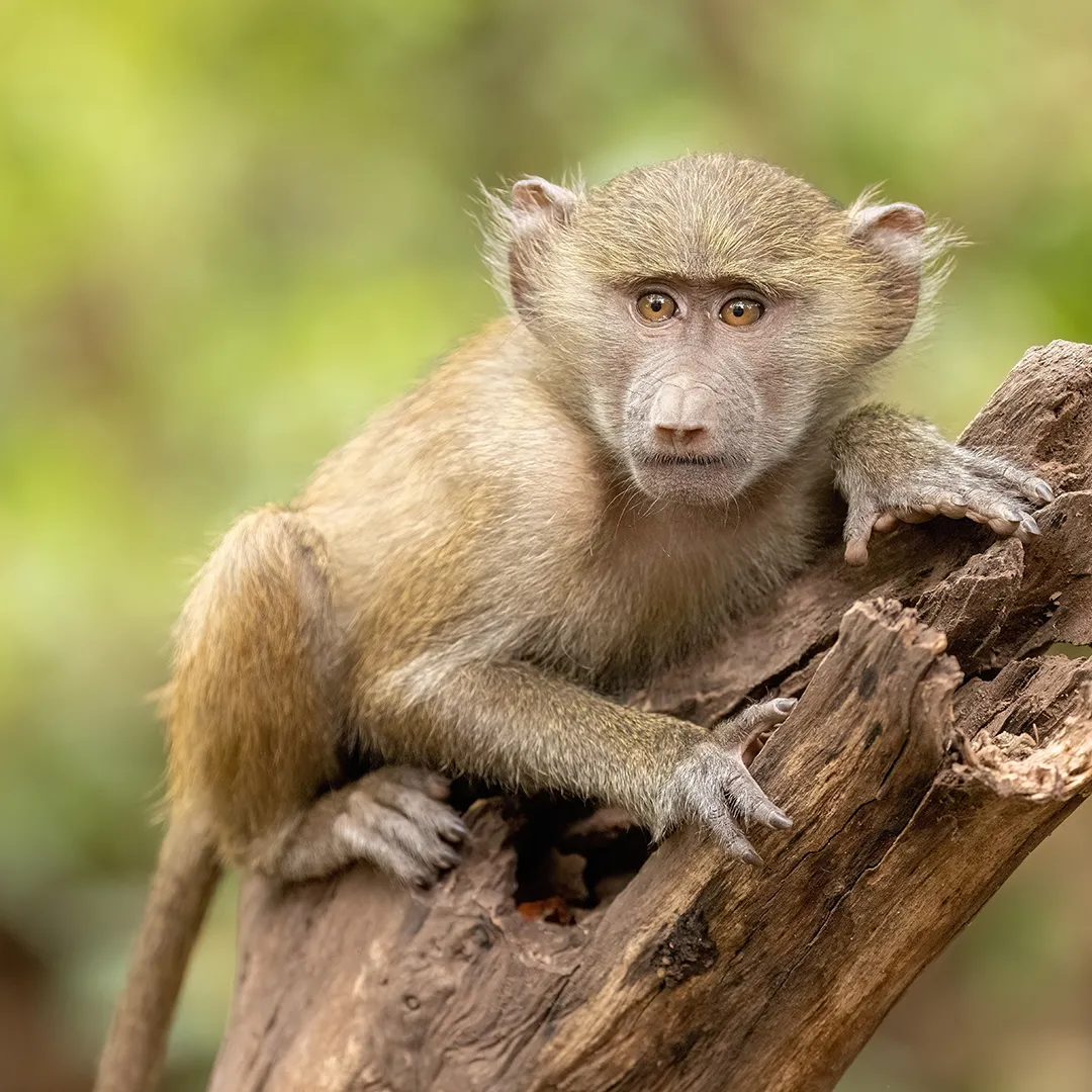Tanzania Attractions