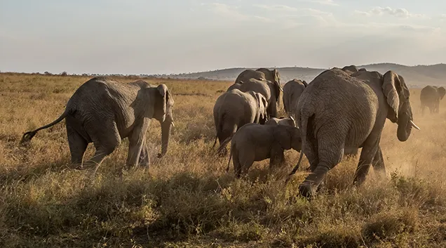 Tanzania Safari