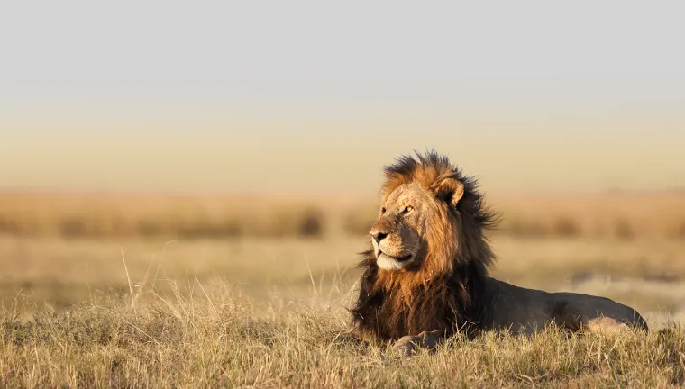 1 Day Ngorongoro Crater Safari