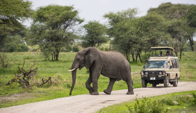 Up-Close with Gentle Giants
