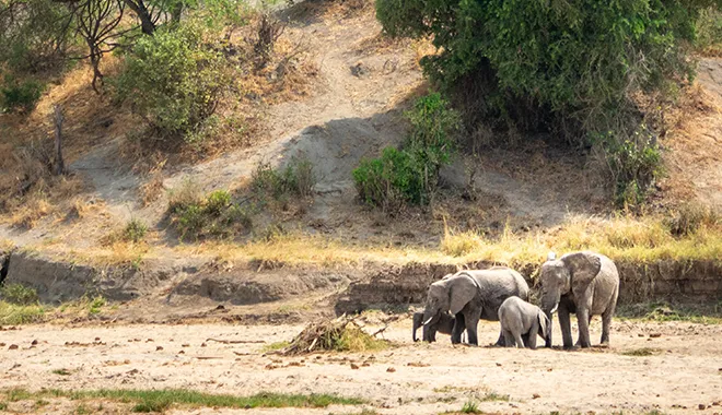 Elephant Herds