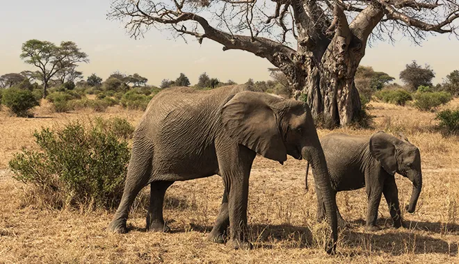 The Land of Giants and Baobabs