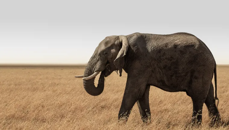 1 Day Safari Tarangire National Park
