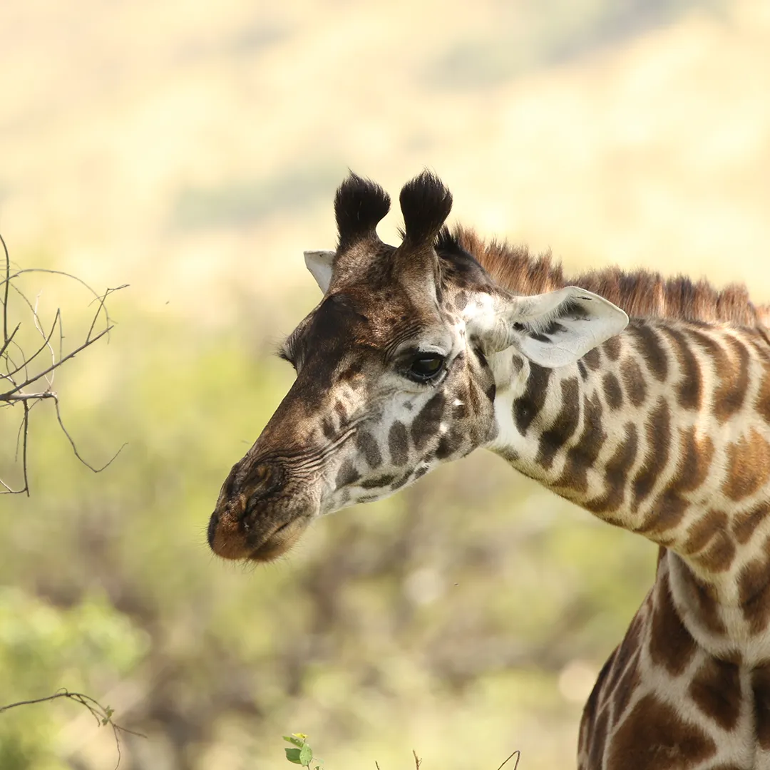 10 Days Tanzania Private Safari