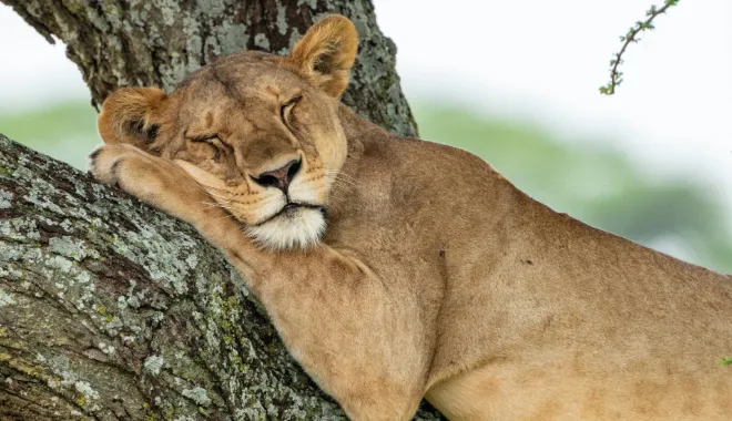 Tree Climbing Lion