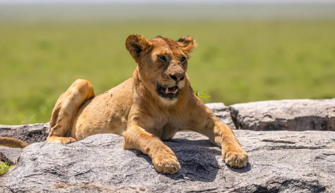 The Lion King’s Lookout