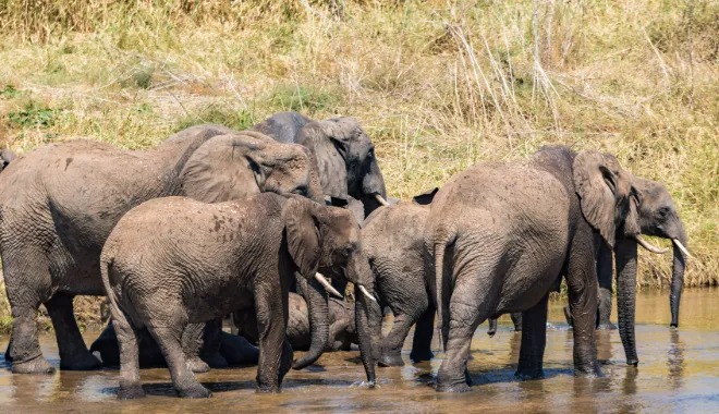 Elephant Herds