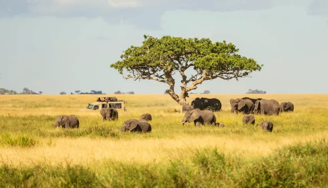 Elephant Herds