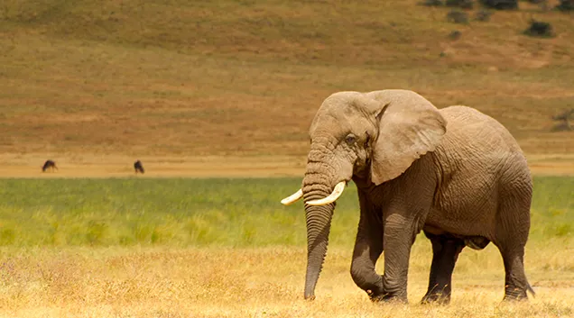 Tanzania Safari