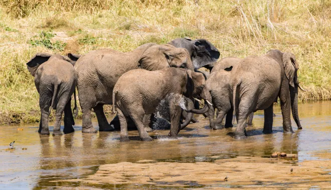 Ndutu: The Heart of Cheetah Country