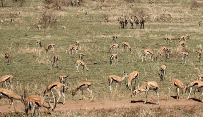 Ngorongoro: A Wildlife Paradise