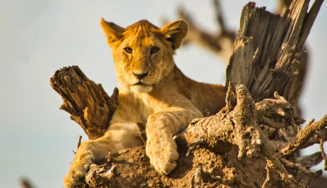 Wildlife Safari