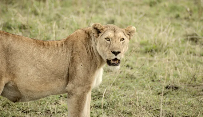 Serengeti: The Queen of the Plains