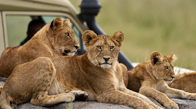 3 Days Serengeti & Ngorongoro