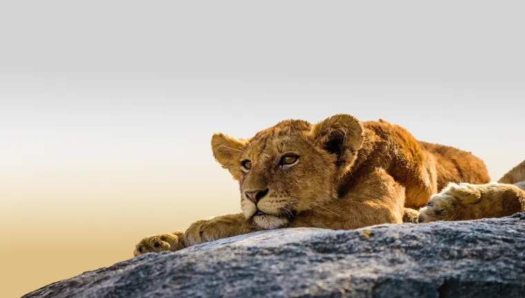 3 Days Serengeti & Ngorongoro