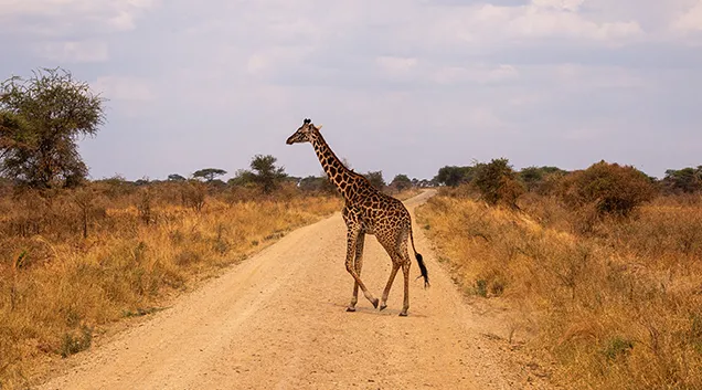 Tanzania Safari