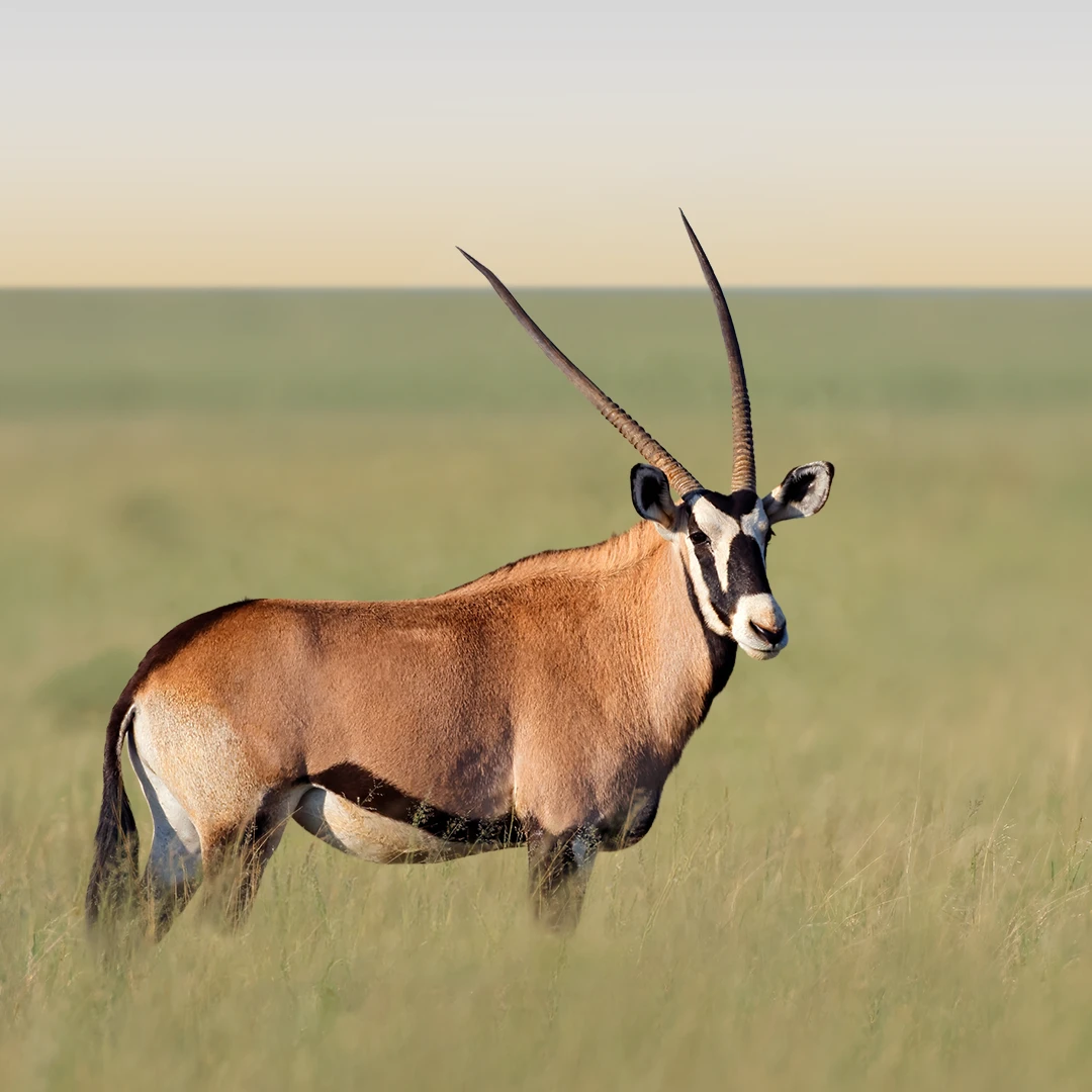 3 Days ( Tarangire / Ngorongoro Crater/ Lake Manyara) Wildlife 