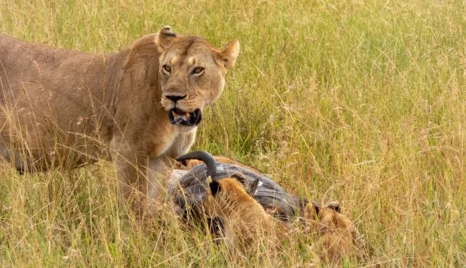 Big Five Safari