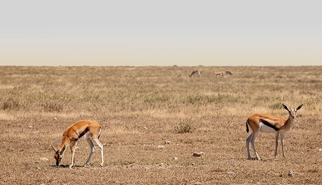 Thomson’s Gazelle
