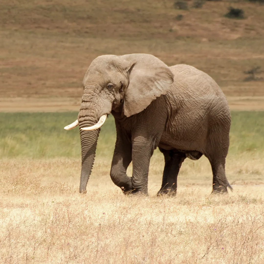 Tanzania Attractions