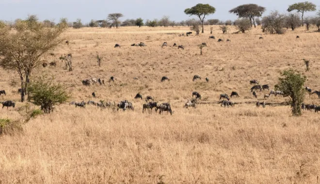 Great Migration