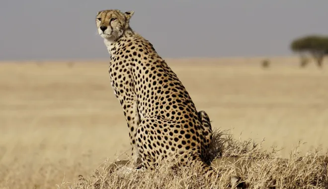 The Endless Big Cat Plains