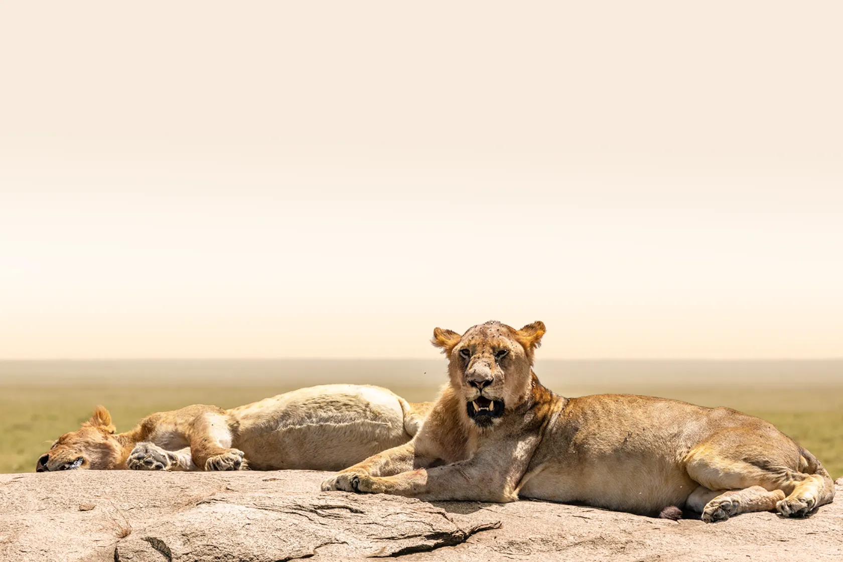 4 Days ( Serengeti / Ngorongoro crater)