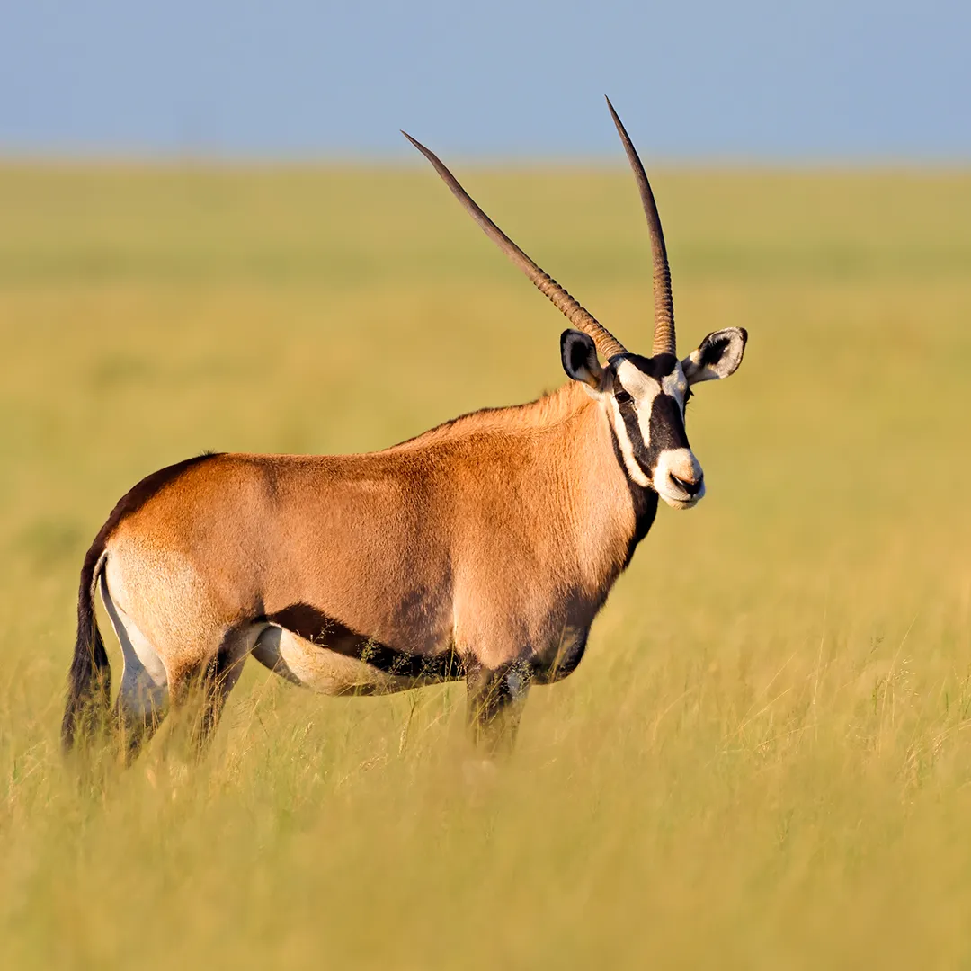 Tanzania Safari Attractions