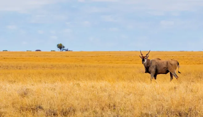 The Gentle Giant of the Plains
