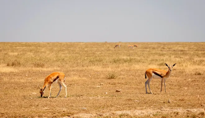 The Swift and Graceful Gazelles