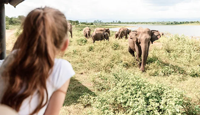 Big Five Safari