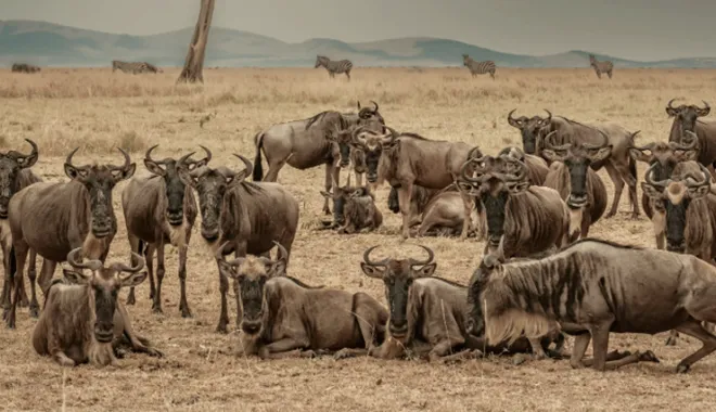 Great Migration