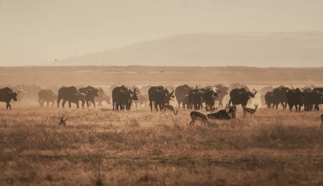 The Power of the Great Herds