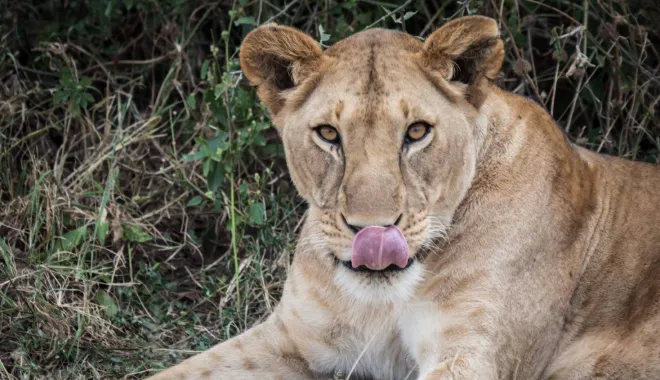Big Five Safari