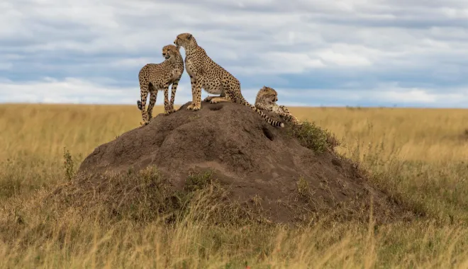 Wildlife Encounters