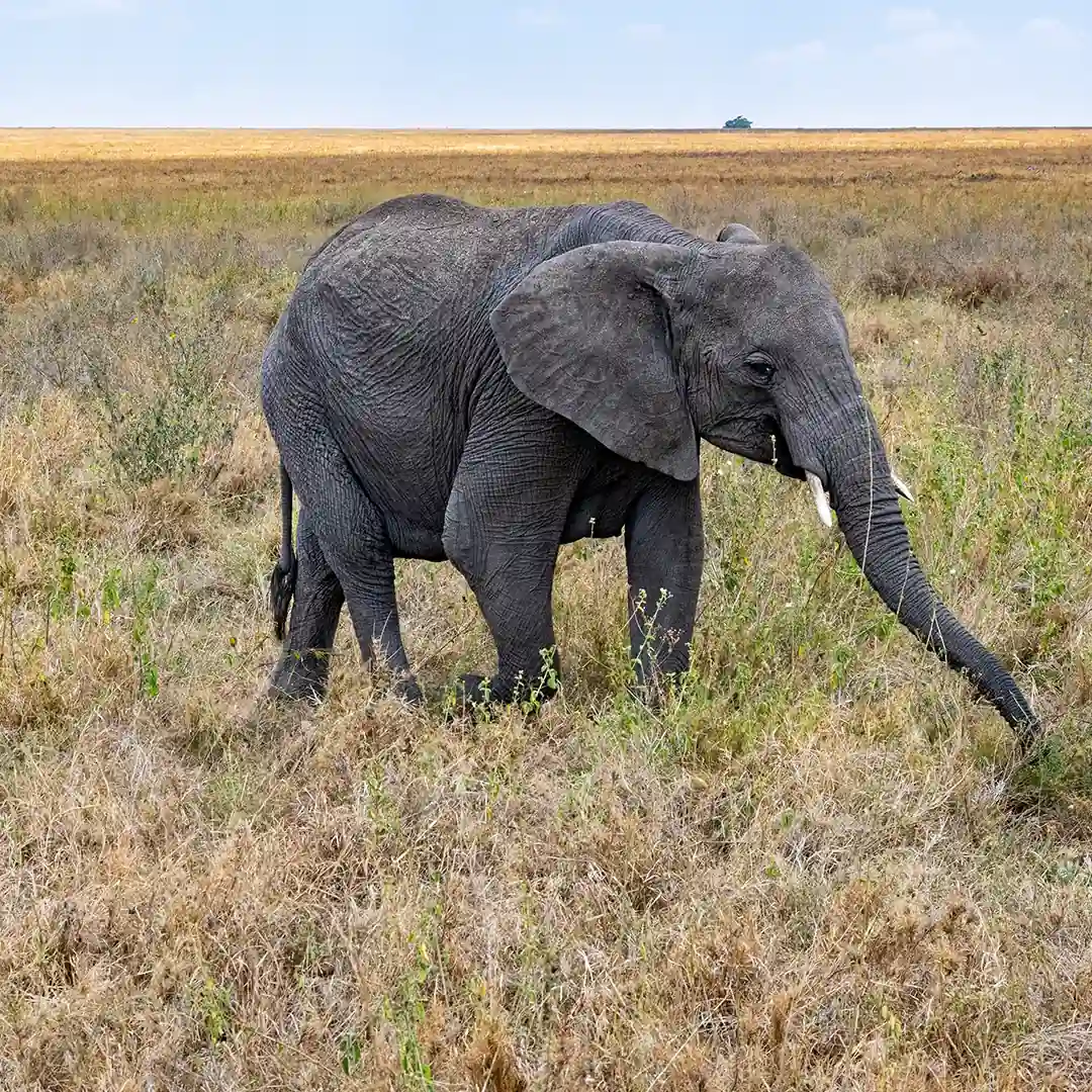 Tanzania Attractions