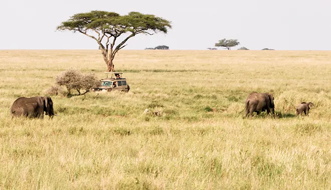 Game Drives