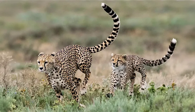 Ndutu: A Cheetah Family Adventure