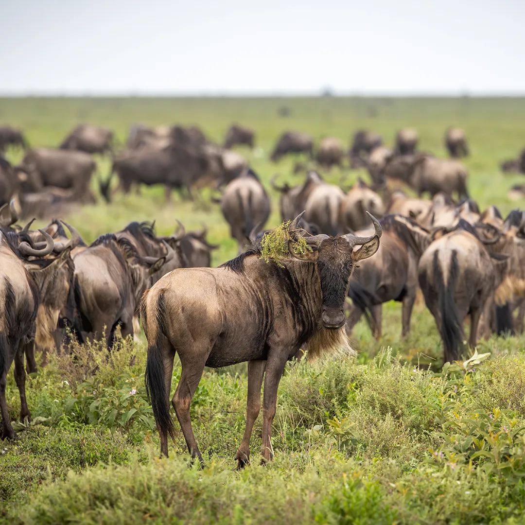 Tanzania Wildebeests