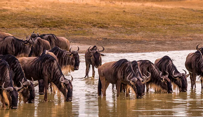 Great Migration
