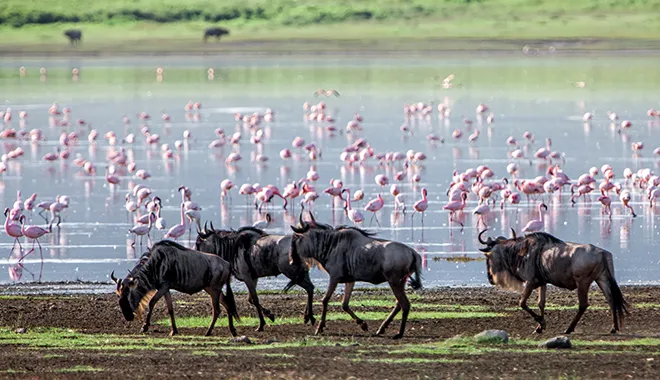 A Lakeside Wildlife Theater