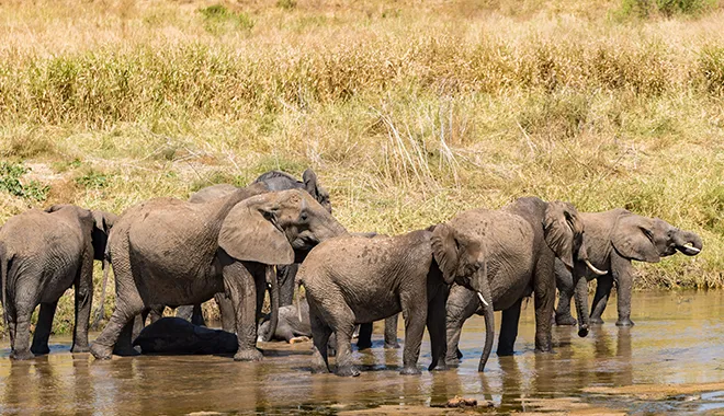 Big Five Safari